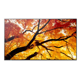 Sharp M752, 75" M-Series LFD, UHD